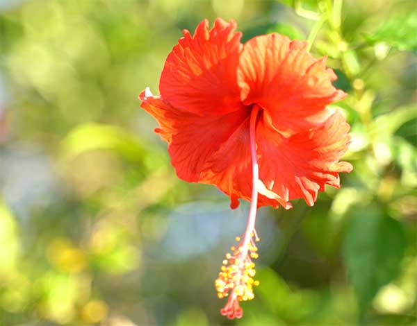 red_flower バリの美しい花